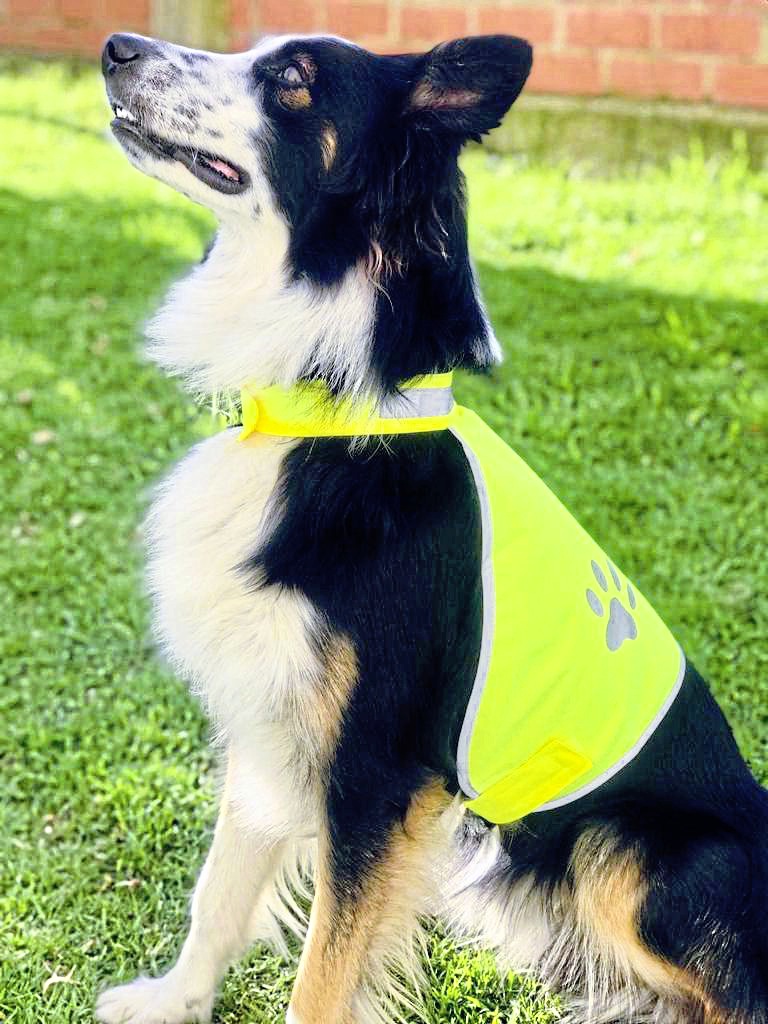 Stretchy Hi-Vis Safety Vest For Dogs Buenos Aires - Korntex