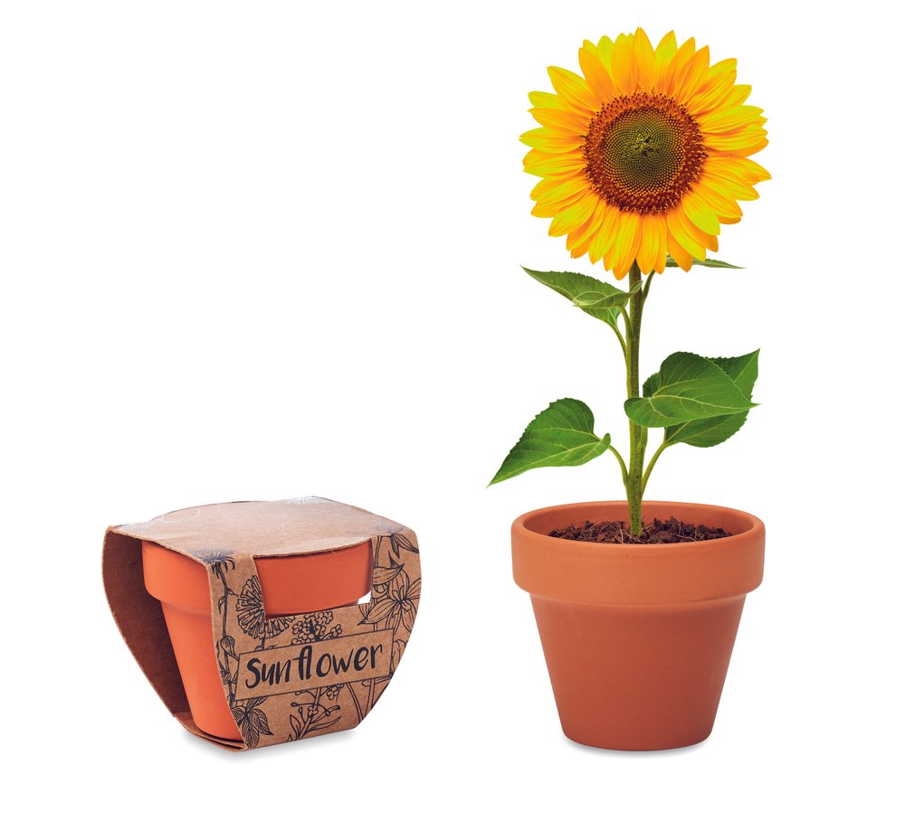 SUNFLOWER - MERCH